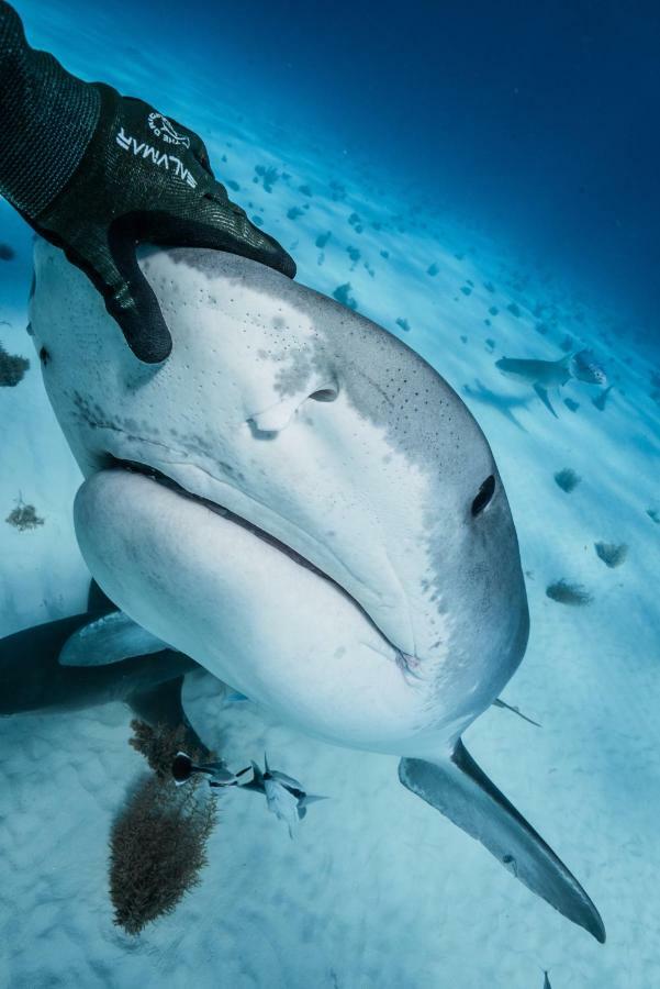 Dolphin Cove (Adults Only) Vila Freeport Exterior foto
